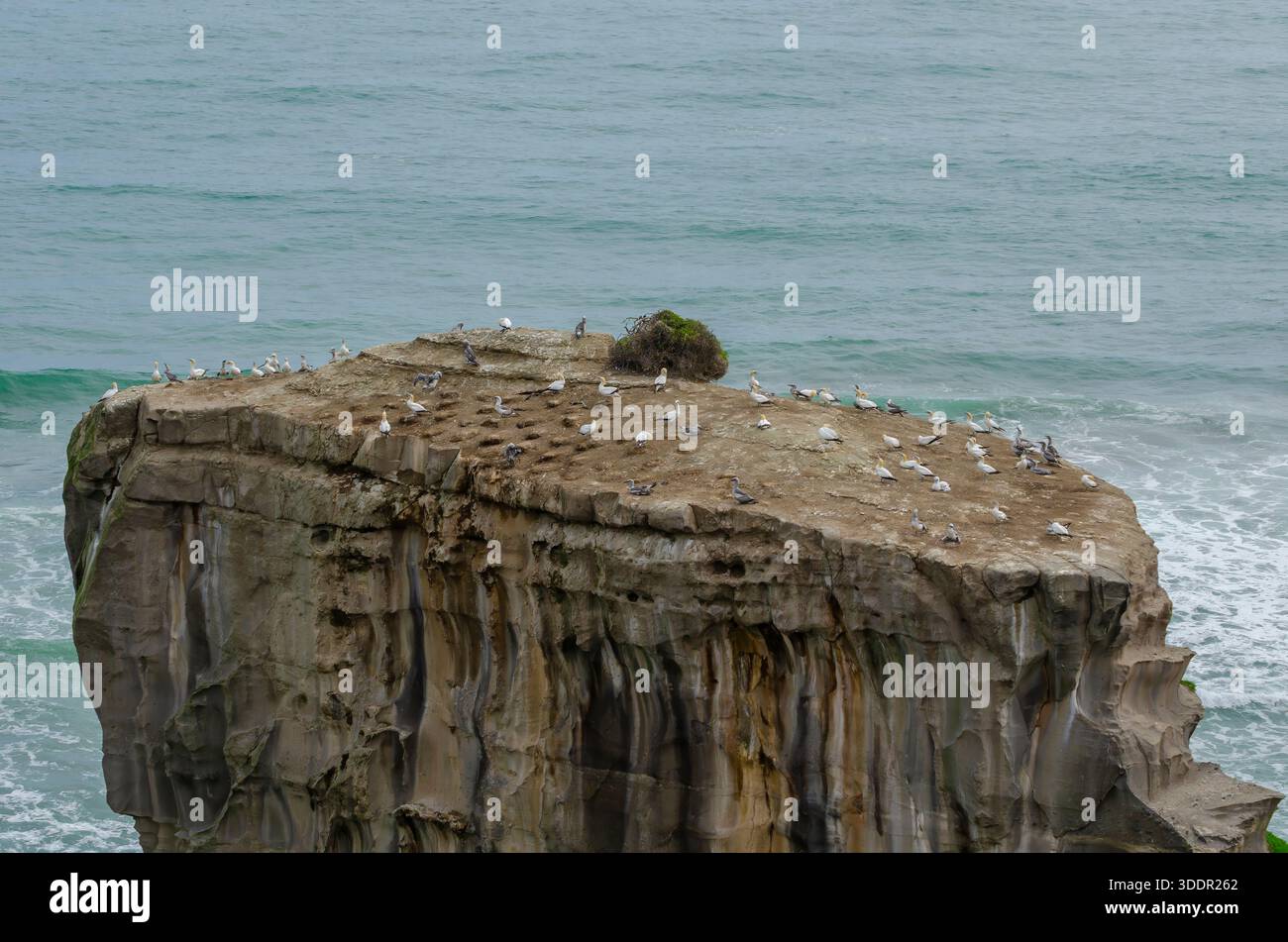 Australasisches Gannet, Murawei, Neuseeland Stockfoto