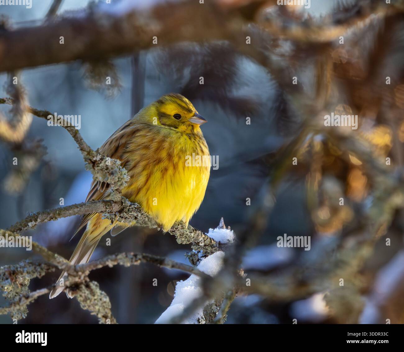 Die Goldammer wären im Winter Stockfoto