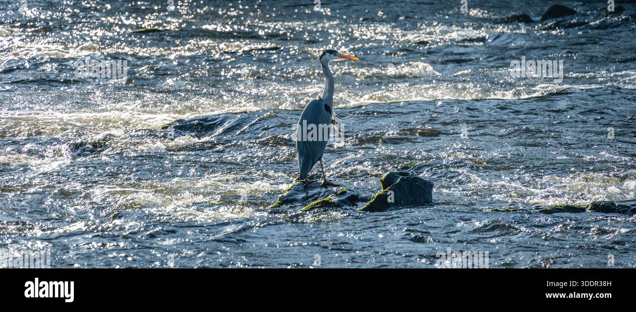 Graureiher, Ardea cinerea, in der Mitte des Flusses Ribblle, Clitheroe, Ribble Valley, Lancashire, Großbritannien. Stockfoto