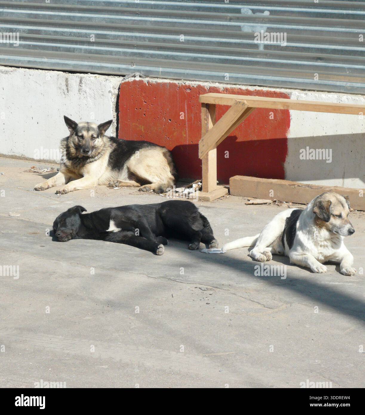 Streunende Hunde auf der Straße am Tag Stockfoto