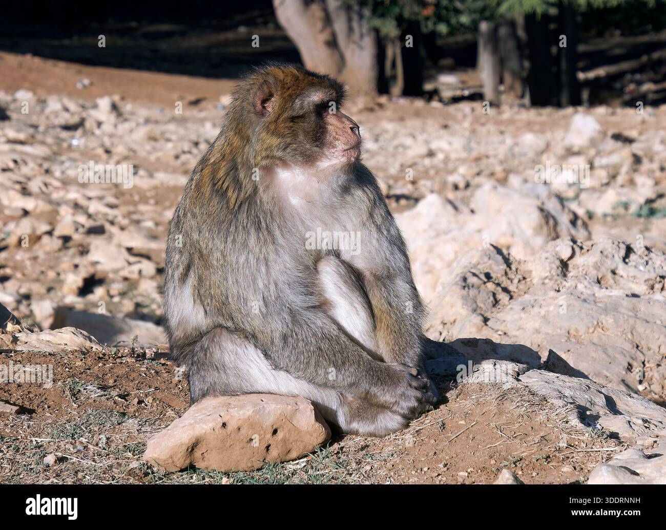 Berberaffe, Berberaffe oder Magot, Berberaffe, Macaque de Barbarie, Macaca sylvanus, berber makákó, Königreich Marokko, Nordafrika Stockfoto
