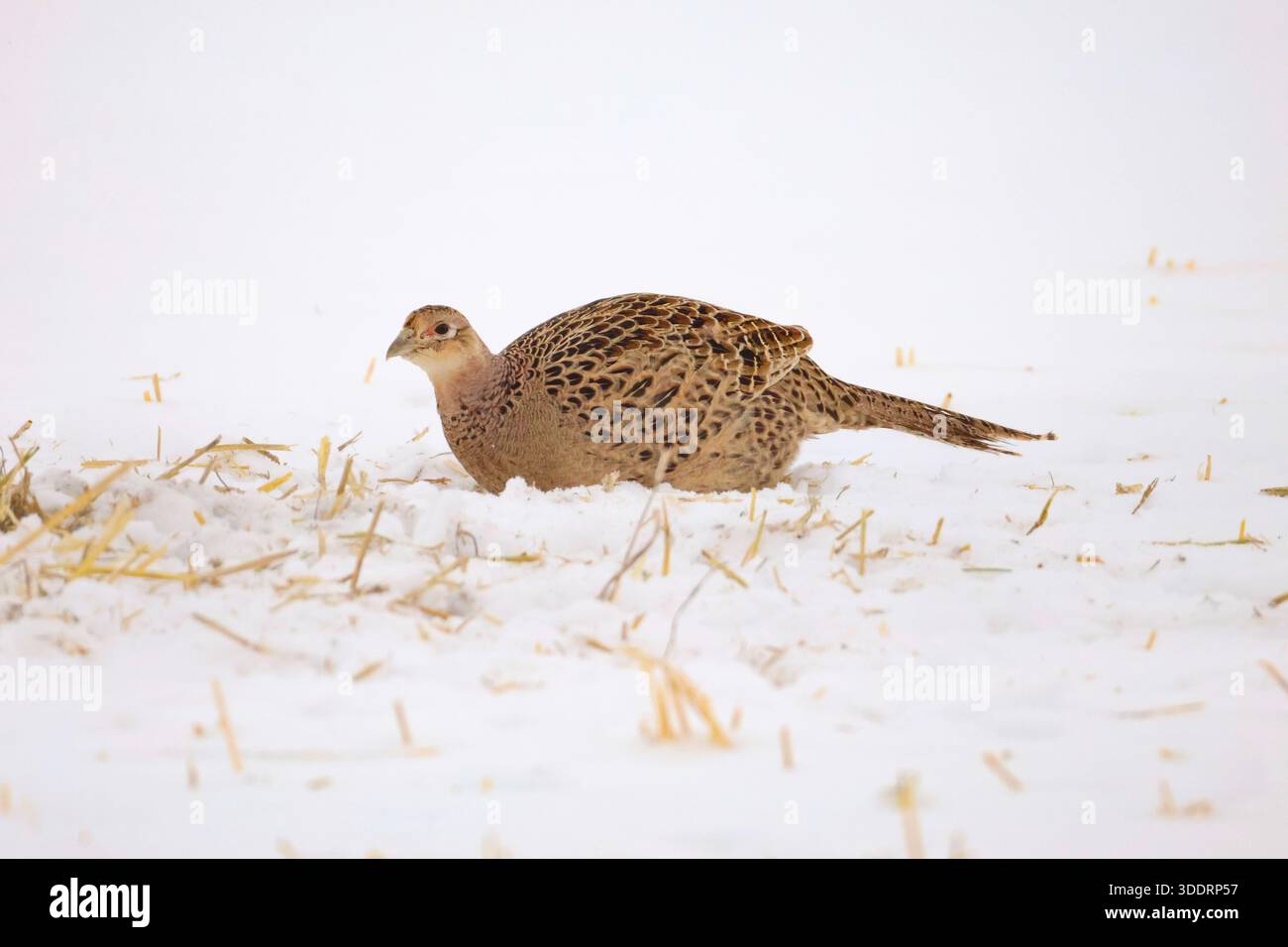 Ringhalsfasane Stockfoto