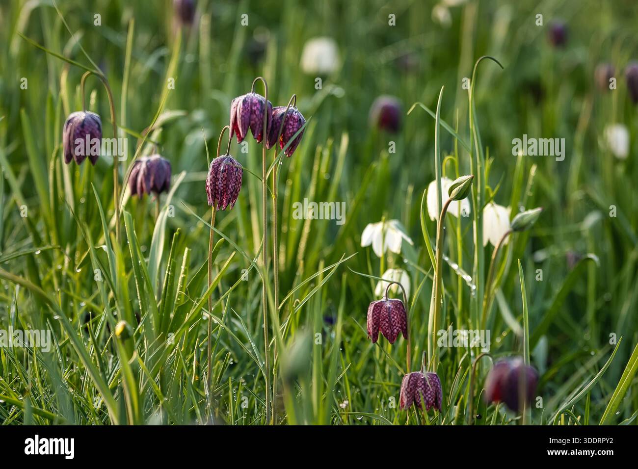 Wilde Tulpen im Gras, Frühlingshintergrund Stockfoto