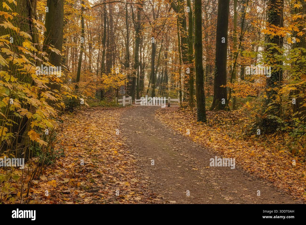 Pfad durch den wunderschönen gelben Wald der Herbstsaison, im Hintergrund im Freien Stockfoto