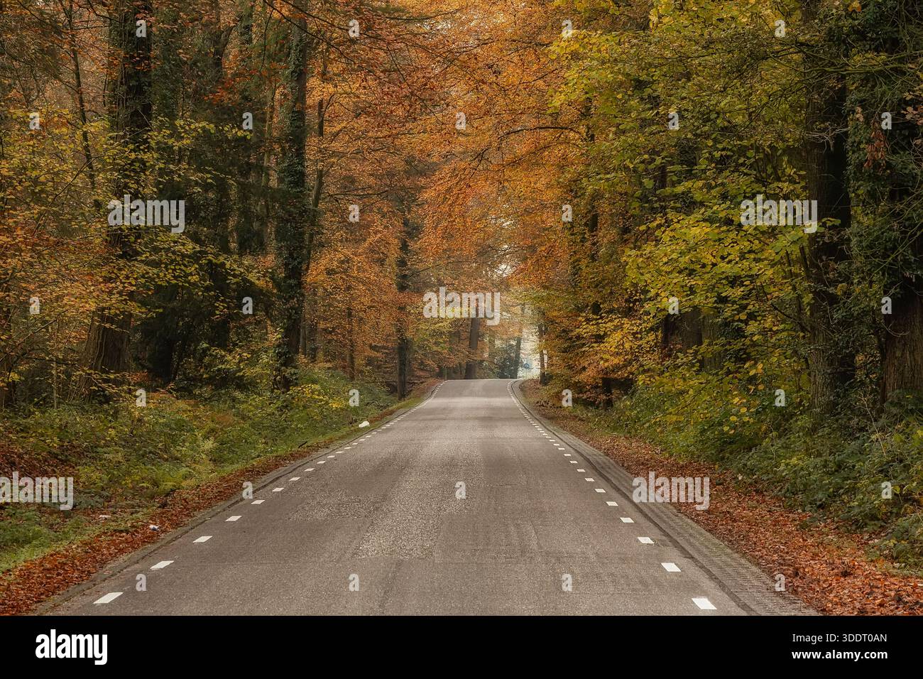 Straße durch den wunderschönen gelben Wald der Herbstsaison, im Hintergrund im Freien Stockfoto