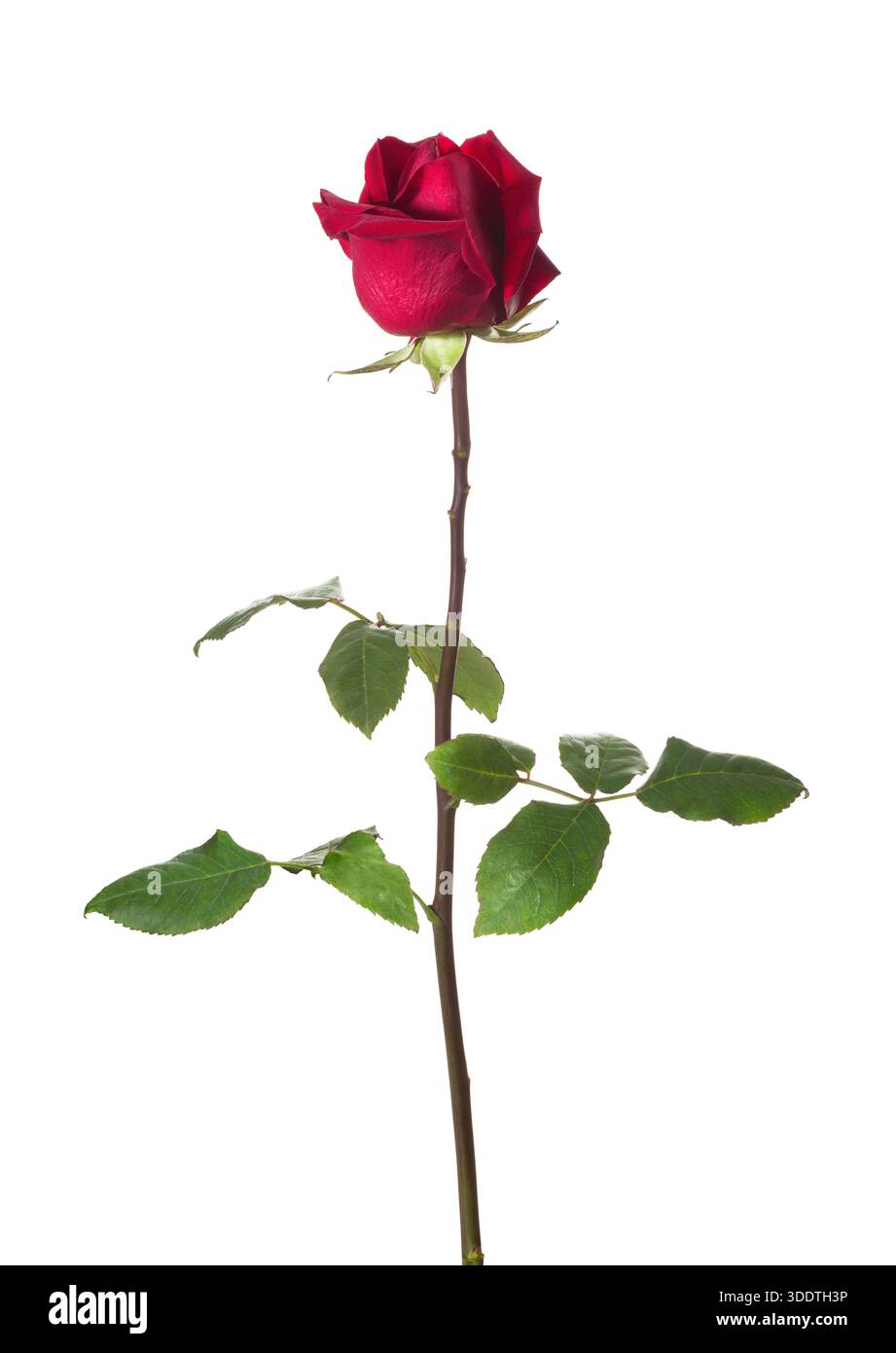 Rote Rose mit grünen Blättern auf weißem Hintergrund. Stockfoto