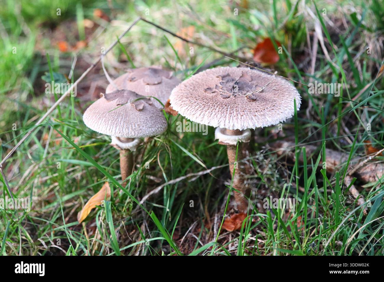 Macrolepiota procera, der Parasolpilz, ist ein Basidiomycete-Pilz mit einem großen, prominenten Fruchtkörper, der einem Parasol ähnelt Stockfoto