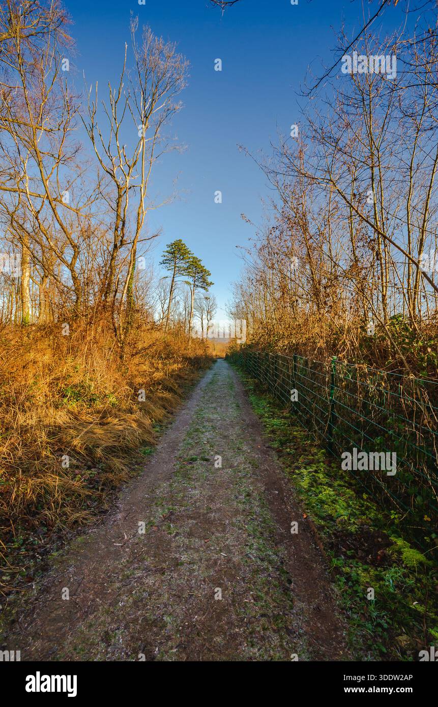 Dieses Bild zeigt einen ruhigen Waldweg im warmen Sonnenlicht, umgeben von trockener Vegetation und einem Drahtzaun unter einem weiten, klaren blauen Himmel Stockfoto
