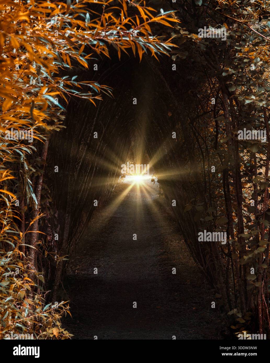 Sonnenschein am Ende eines dunklen Waldtunnels Stockfoto