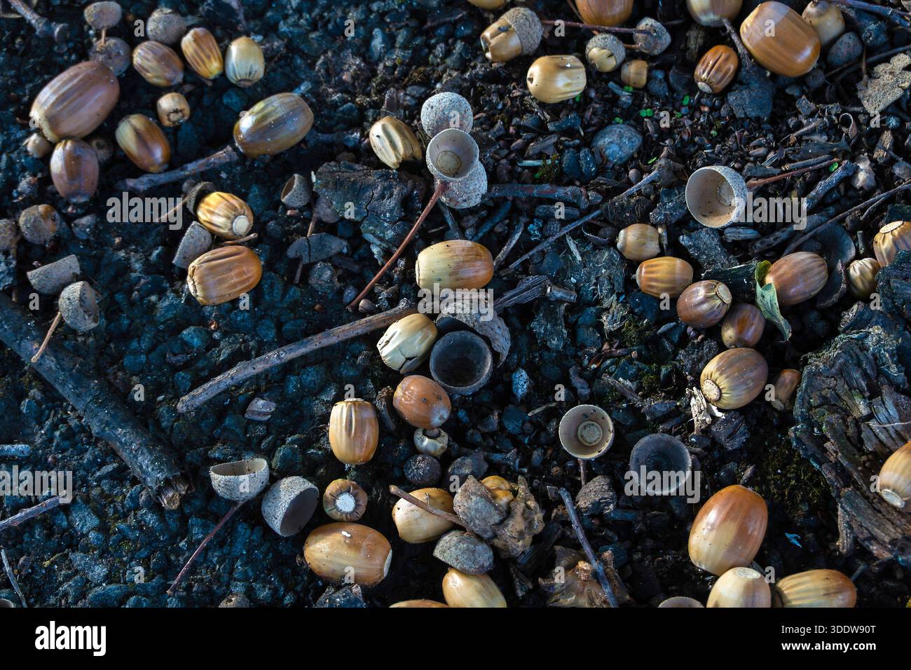 Eicheln auf dem Boden unter einer Eiche, England, Großbritannien Stockfoto