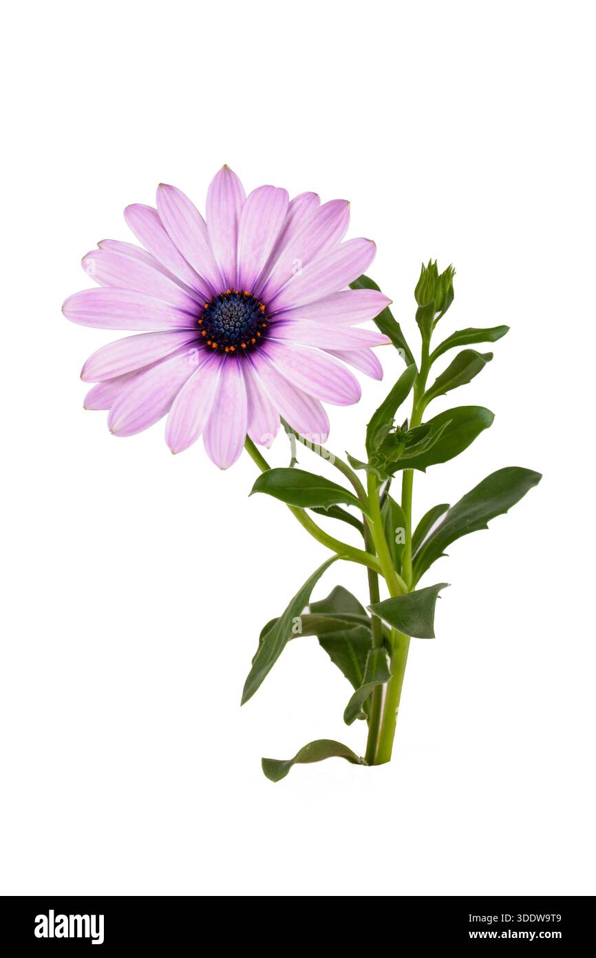 Afrikanische Gänseblümchenblume - Dimorphotheca ecklonis isoliert auf weißem Hintergrund Stockfoto