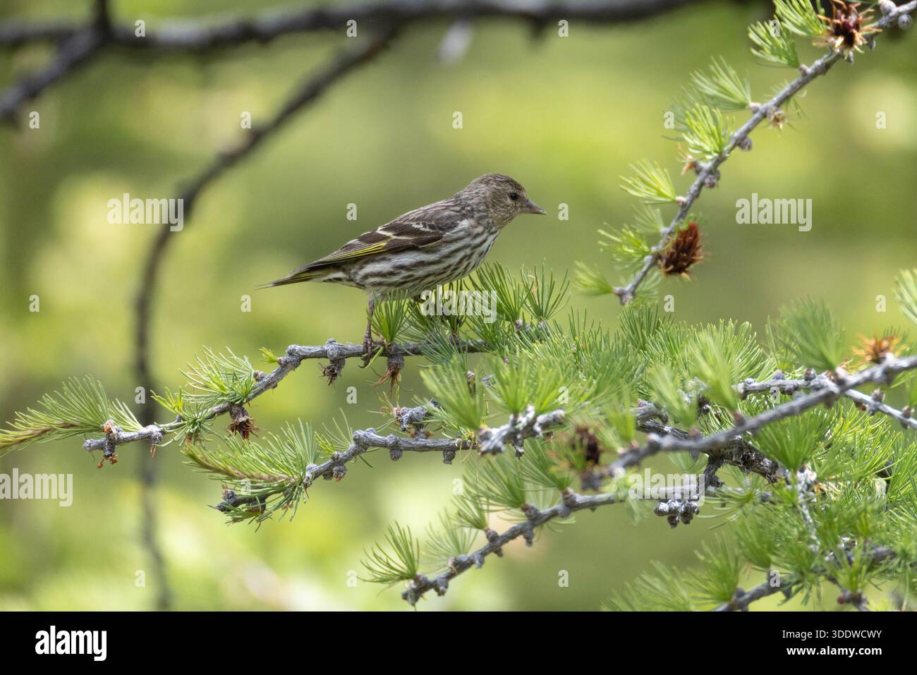 Ein kleines Kiefernsiskin auf einem Zweig eines Nadelbaums, umgeben von grünen Kiefernnadeln in einer natürlichen Umgebung im Freien Stockfoto