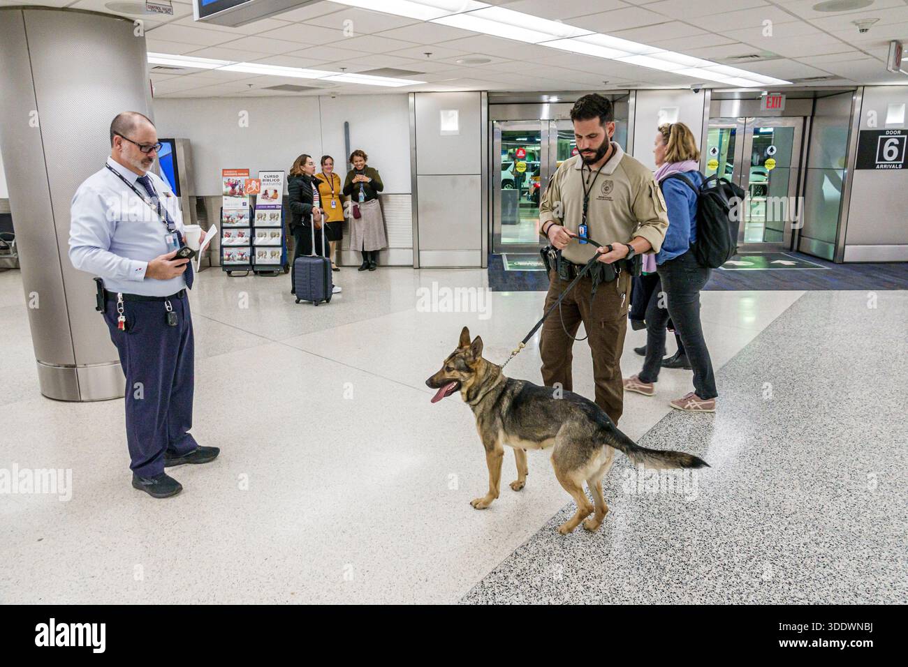 Miami Florida, Miami International Airport MIA, Flughafenterminal Innenraum, Sicherheitskontrollpunkt, Strafverfolgungsbeamter, Polizei K9 Einheit, Arbeitshund Deutsch Stockfoto