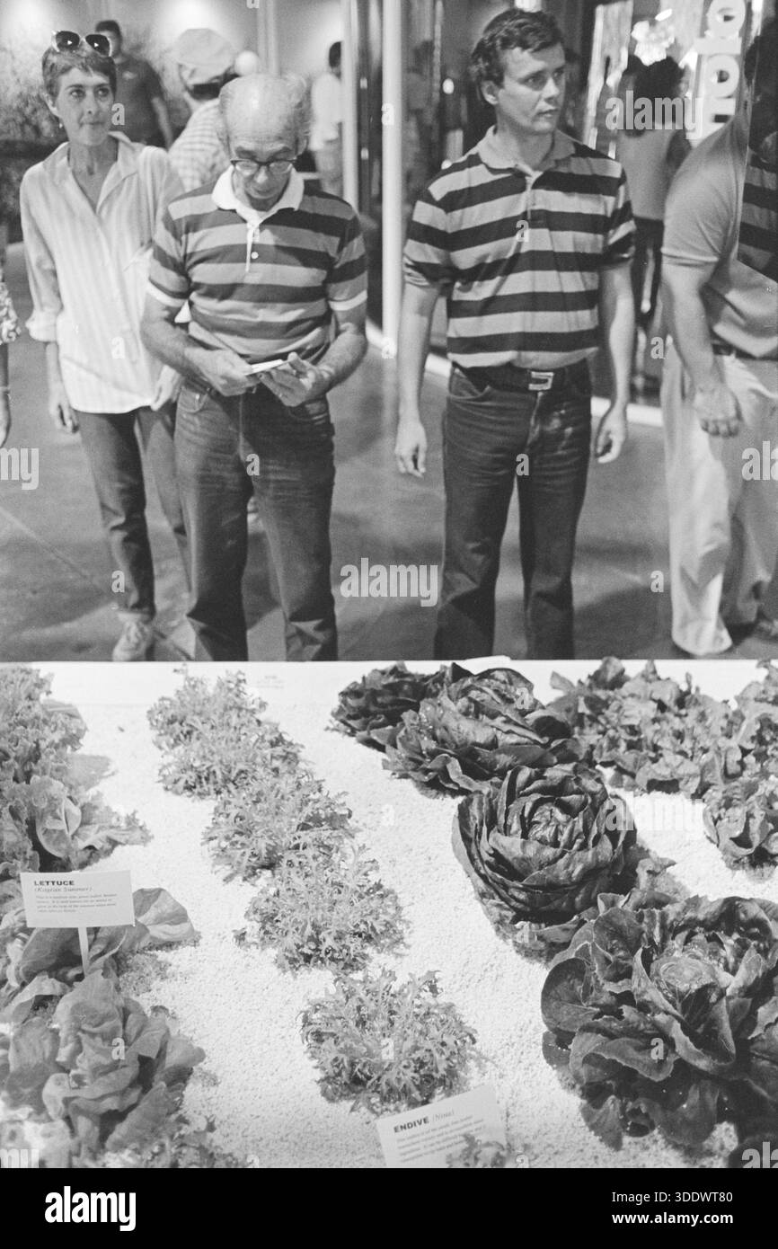 Zwei Männer, die identische, gestreifte Kurzarmhemden tragen, inspizieren einen Kopfsalat auf einer Landwirtschaftsausstellung während der New York State Fair 1988. Stockfoto
