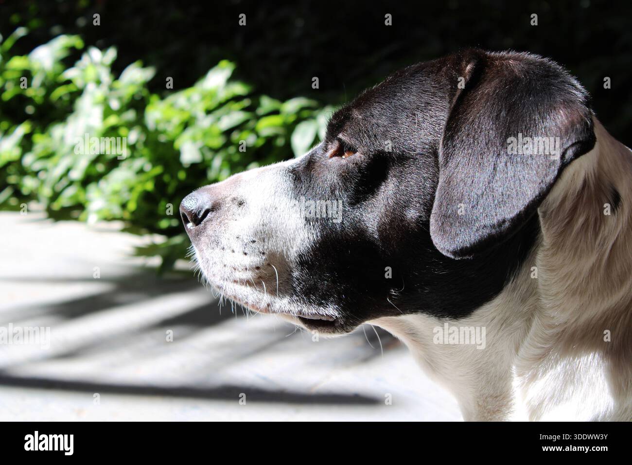 Hund mit schwarz-weißem Fell Stockfoto