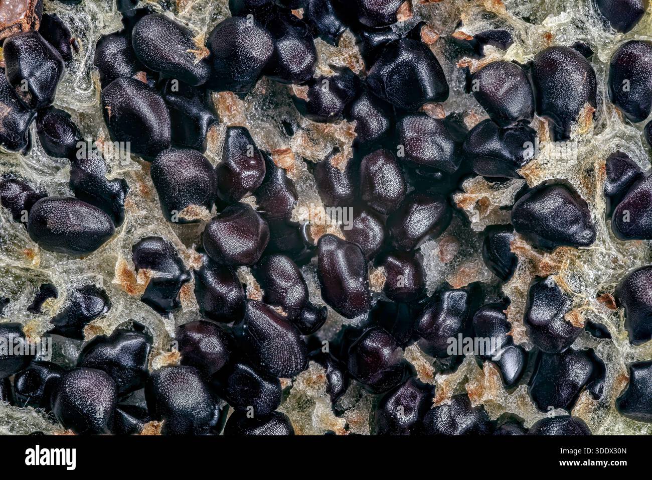Fischhakenfässer Kaktusfrucht mit schwarzen Samen, Ferocactus wislizeni Stockfoto