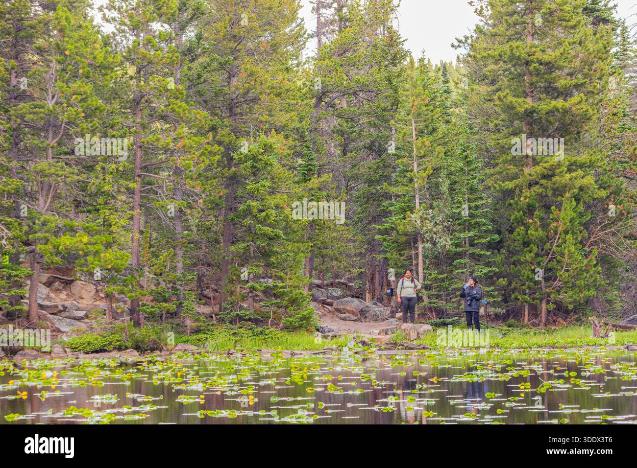 Colorado, 4. Juli 2025 - wunderschöne Landschaft am Nymph Lake im Rocky Mountain National Park. Stockfoto