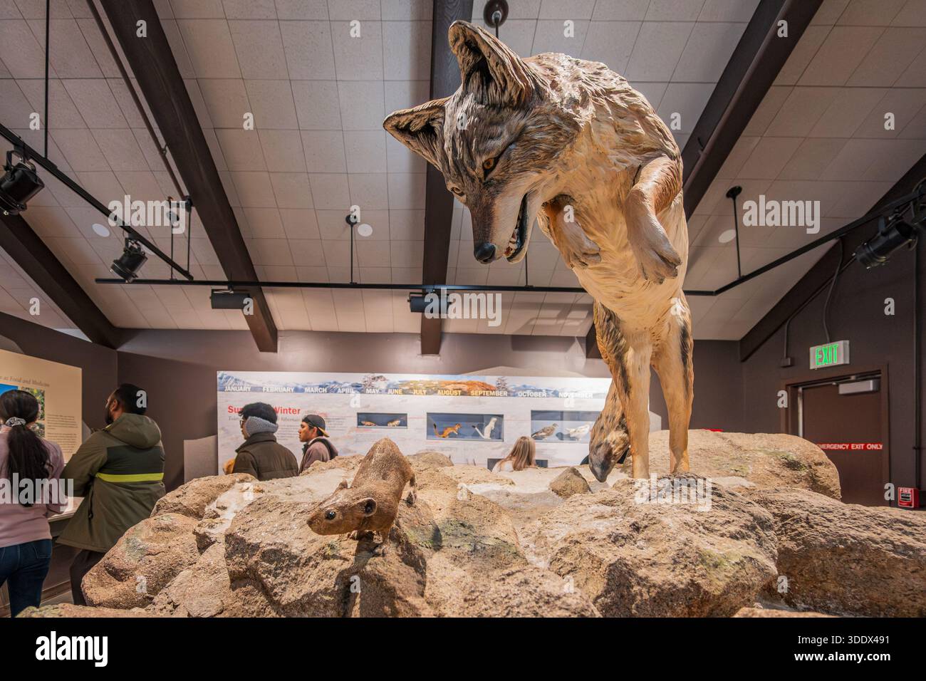 Colorado, 4. Juli 2025 - Innenansicht des Alpine Visitor Center des Rocky Mountain National Park Stockfoto