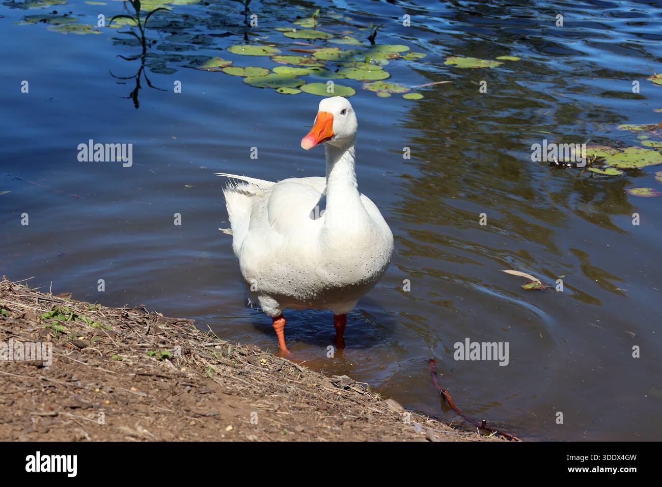 Weißer Gänsevogel, der im flachen Wasser eines Sees steht Stockfoto
