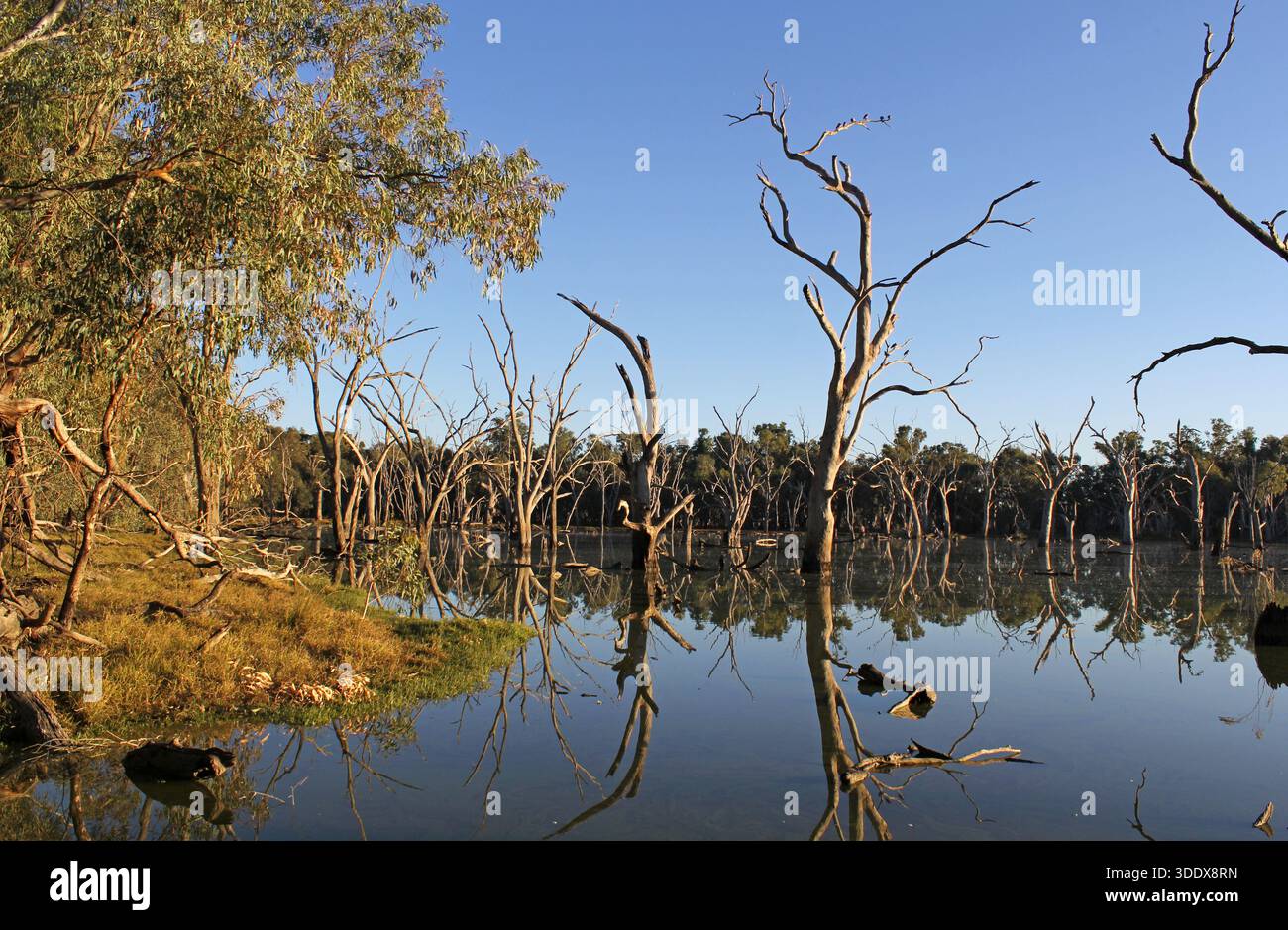 Ruhiges Wasser, Bäume und ein klarer blauer Himmel im Gum Swamp in der Nähe von Forbes in New South Wales, Australien Stockfoto