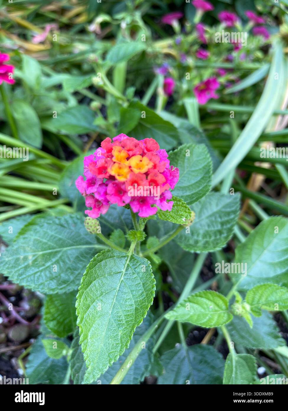 Saisonale Blumen und blühende Bäume im Central Park, New York City Stockfoto