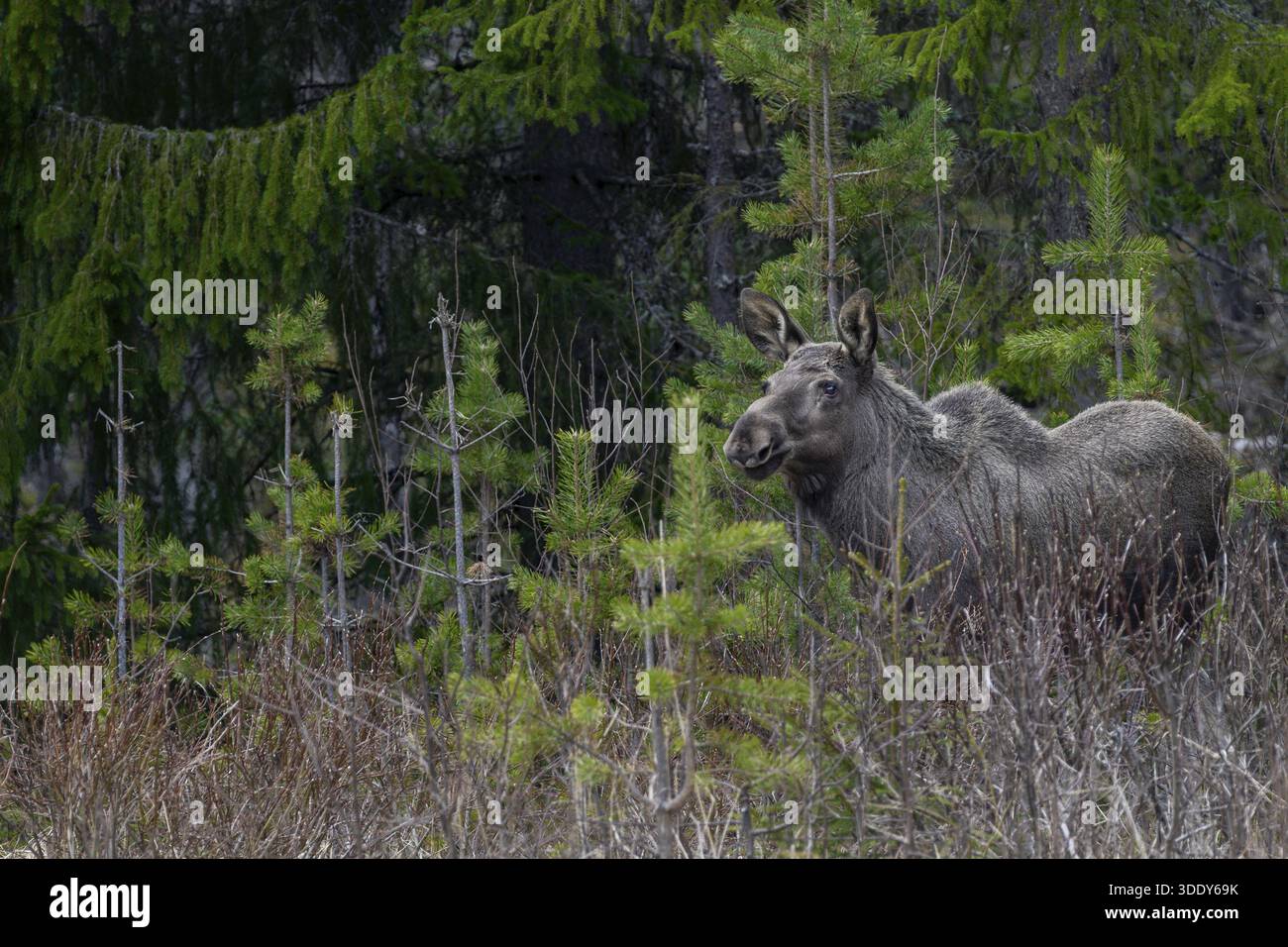 Das einjährige Elchkalb (Alces alces) bleibt normalerweise ein Jahr bei der Mutter und wird kurz vor der Geburt des neuen Nachwuchses vertrieben Stockfoto