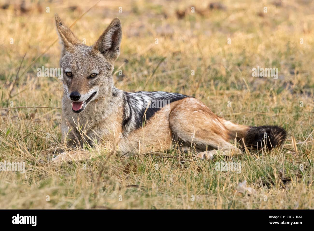 Schwarzer Jackal, Amber River, Okavango Delta, Botswana Stockfoto