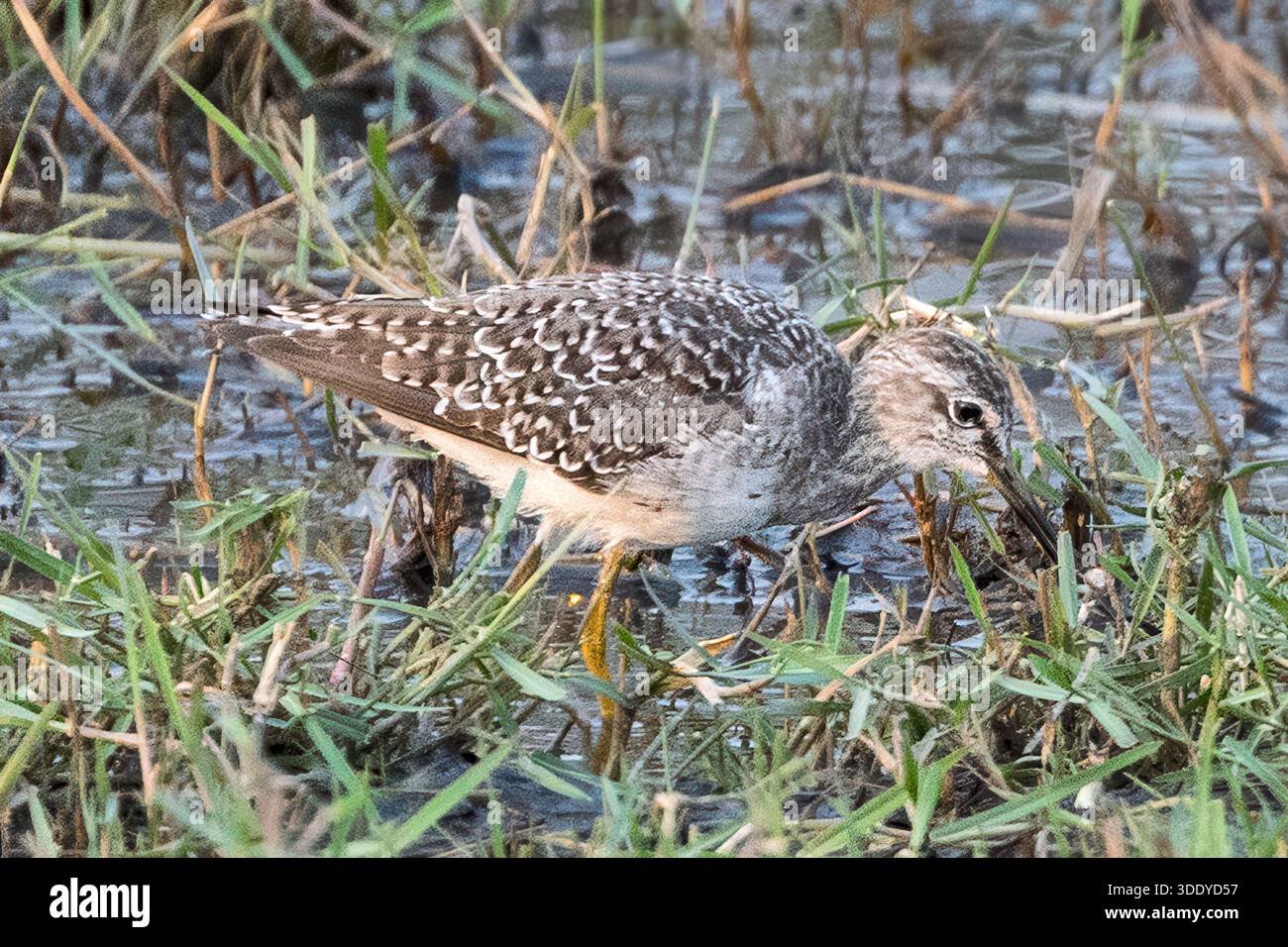Holzsandpiper, Amber River, Okavango Delta, Botswana Stockfoto