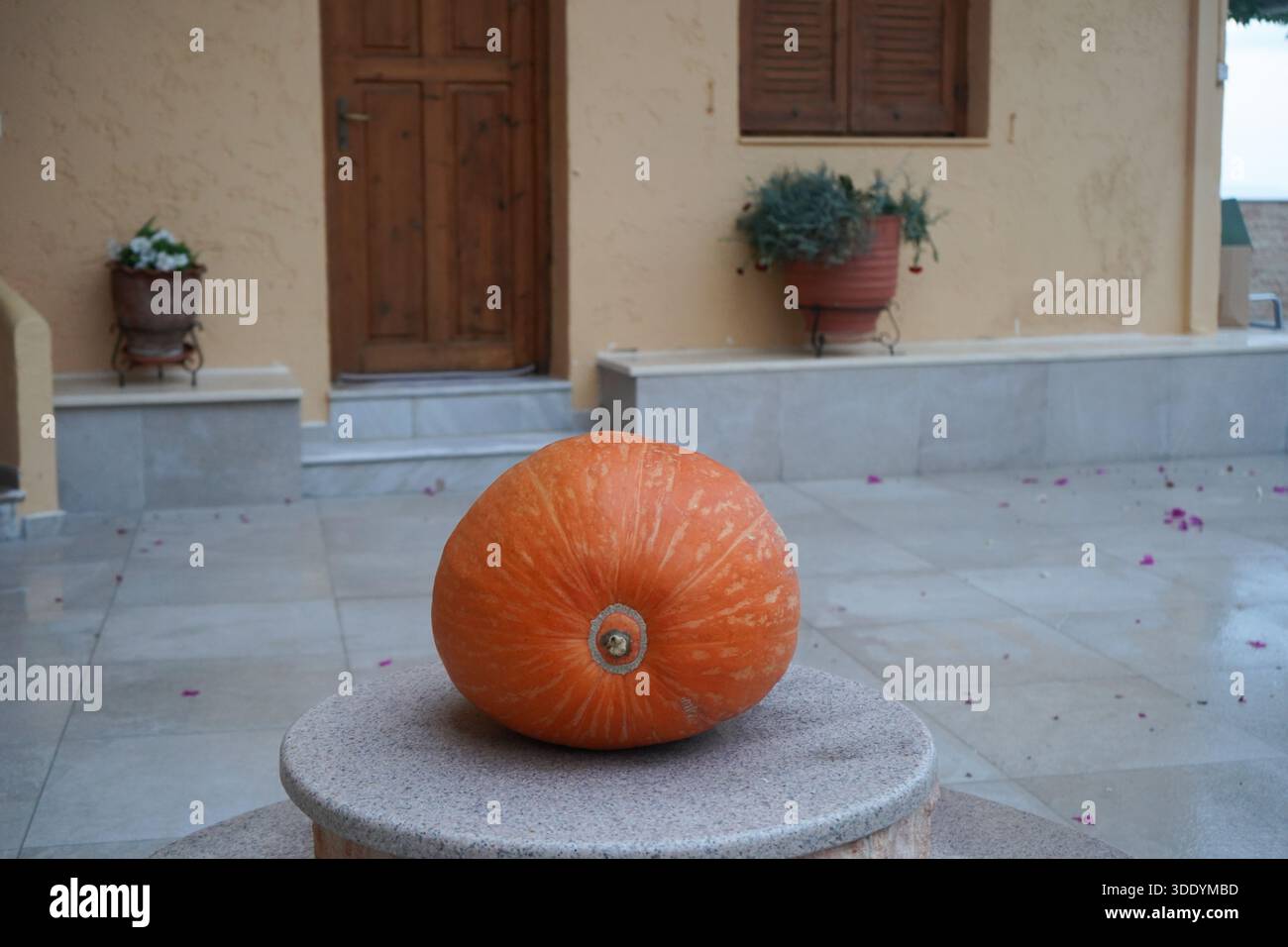 Großer reifer orangener Kürbis auf einem Steinsockel in einem traditionellen mediterranen Innenhof. Herbsterntekonzept, rustikale Outdoor-Umgebung. Stockfoto