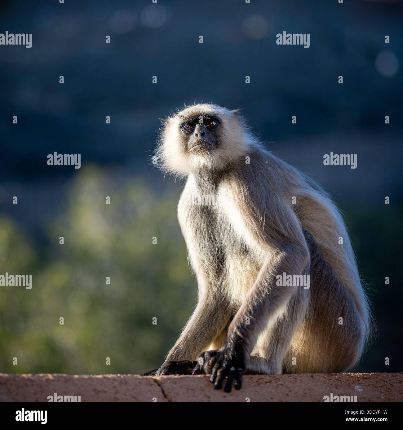 Ein indischer Lemuren-Affe, der in die Kamera schaut, mit verschwommenem Hintergrund und ohne Menschen. Stockfoto
