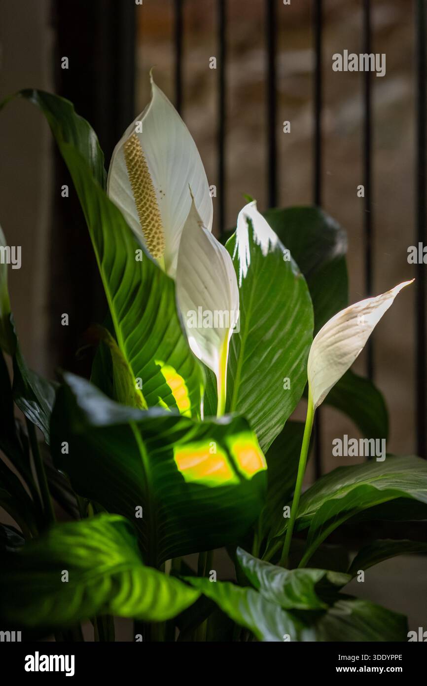 Ein einzelner Sonnenstrahl auf einem Spathiphyllum, das sich in der Nähe eines Fensters befindet Stockfoto