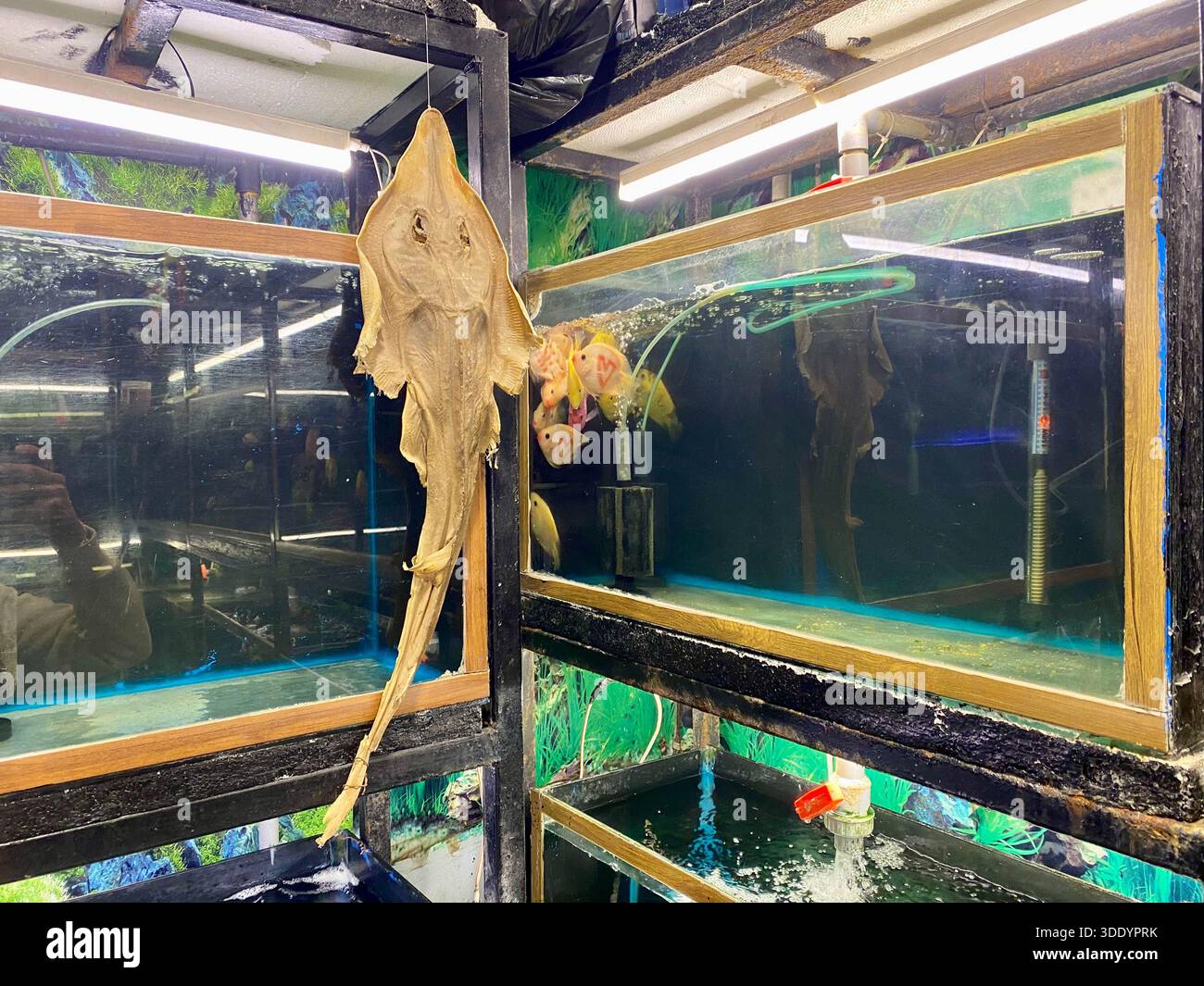 Bagdad, Bagdad, Irak. Januar 2026. Der Al-GHAZl-Markt, auch bekannt als Al-GHAZl-Markt, im Stadtteil Bab Al-Sharqi in Zentral-Bagdad, erlebte am Sonntagmorgen, dem 4. Januar 2026, einen deutlichen Anstieg der Aktivität. Eine große Vielfalt an Tieren wurde angeboten, darunter Geflügel, Zierfische und Schildkröten sowie Vorräte für die Aufzucht. Der Al-GHAZl-Markt ist einer der ältesten und beliebtesten Märkte der Hauptstadt, der vor allem an Wochenenden von Tierliebhabern und Familien besucht wird. Es bietet eine vielfältige Auswahl an Optionen und Preisen sowie eine lebhafte Atmosphäre, die einen widerspiegelt Stockfoto