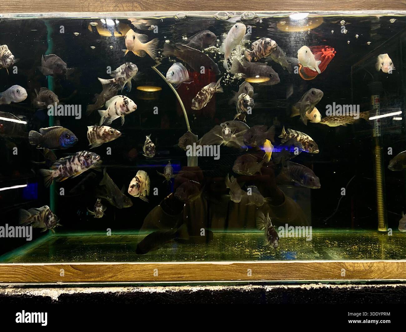 Bagdad, Bagdad, Irak. Januar 2026. Der Al-GHAZl-Markt, auch bekannt als Al-GHAZl-Markt, im Stadtteil Bab Al-Sharqi in Zentral-Bagdad, erlebte am Sonntagmorgen, dem 4. Januar 2026, einen deutlichen Anstieg der Aktivität. Eine große Vielfalt an Tieren wurde angeboten, darunter Geflügel, Zierfische und Schildkröten sowie Vorräte für die Aufzucht. Der Al-GHAZl-Markt ist einer der ältesten und beliebtesten Märkte der Hauptstadt, der vor allem an Wochenenden von Tierliebhabern und Familien besucht wird. Es bietet eine vielfältige Auswahl an Optionen und Preisen sowie eine lebhafte Atmosphäre, die einen widerspiegelt Stockfoto