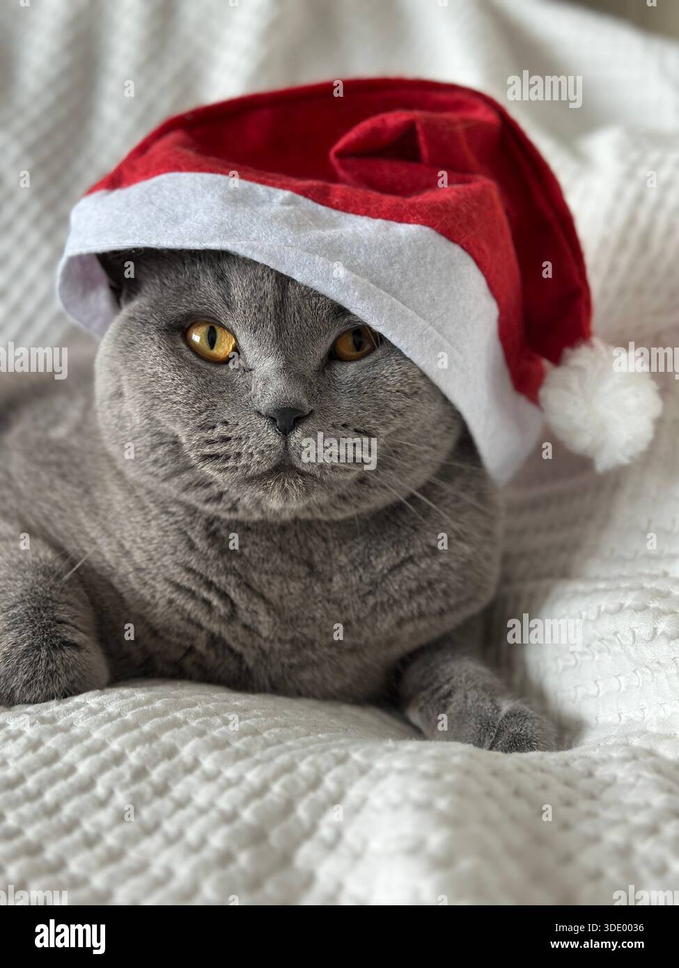 Katze mit Weihnachtsmannmütze. Britisch-blaue Katze mit einer Weihnachtsmann-Weihnachtsmütze Stockfoto