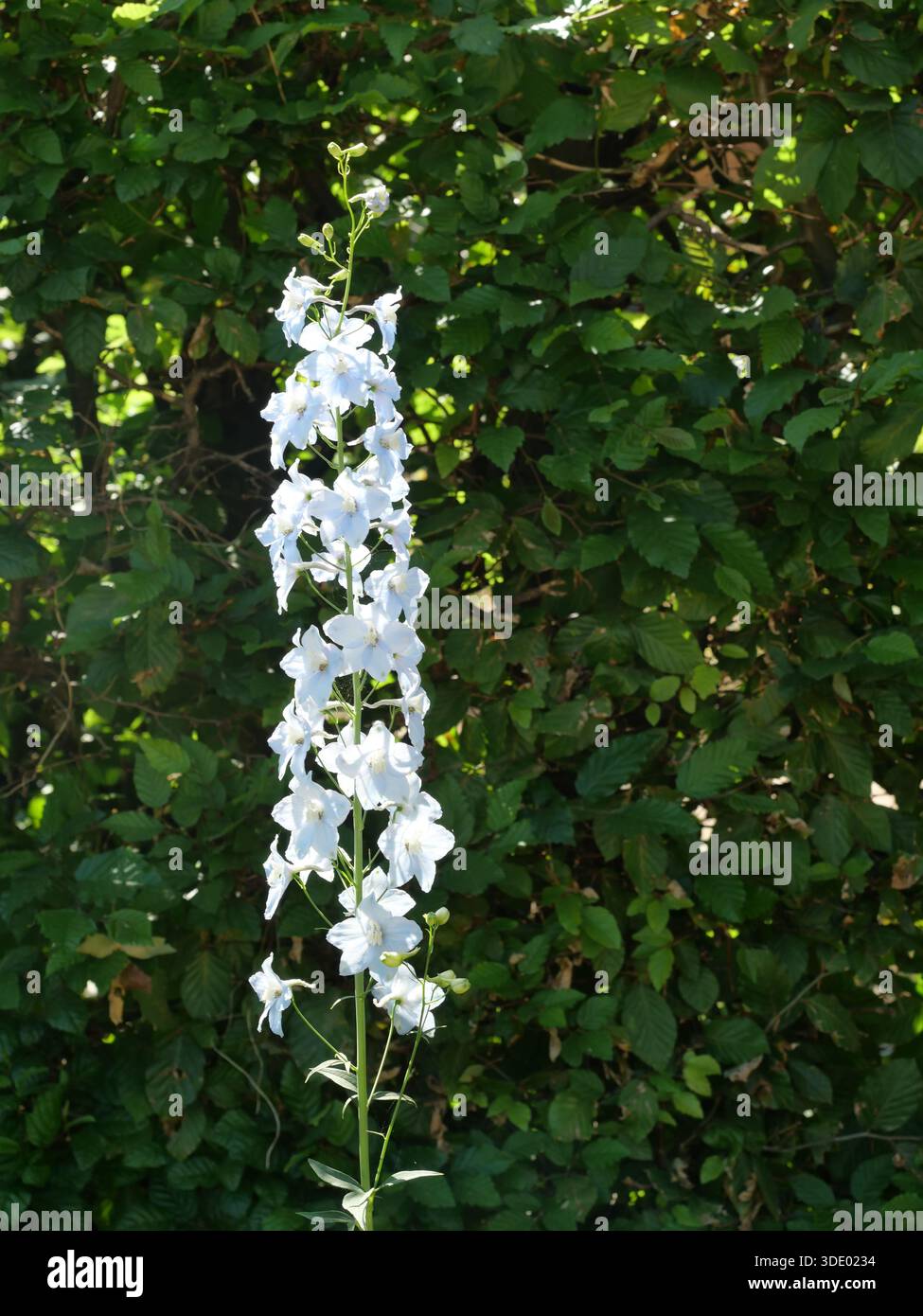 Weißes Delphinium mit aufrechter, kerzenartiger Blütenspitze im Sonnenlicht – elegante mehrjährige Pflanze für Gärten und Parks. Stockfoto
