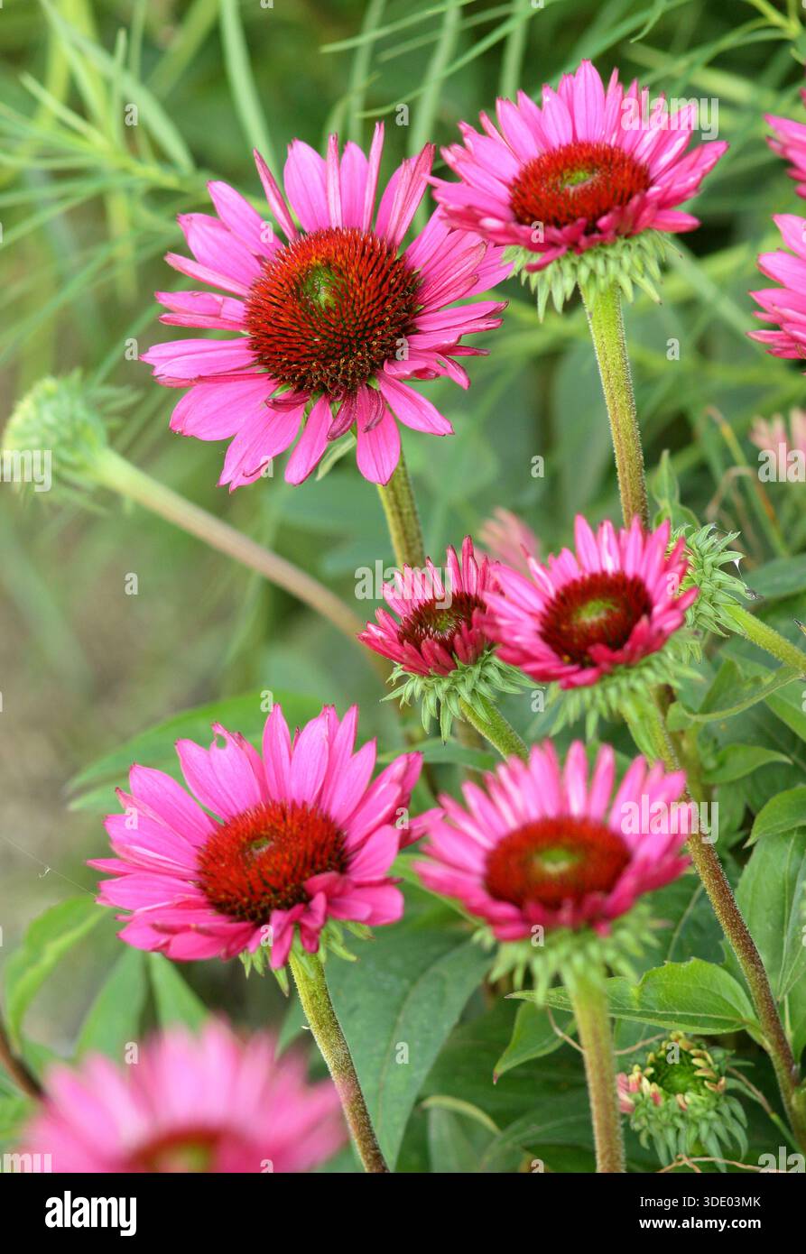 Echinaceas. Echinacea purpurea „Rubinglow“, violetter Coneflower, auch bekannt als Echinacea purpurea Ruby Glow. Spätsommer blüht, Gänseblümchen. Stockfoto