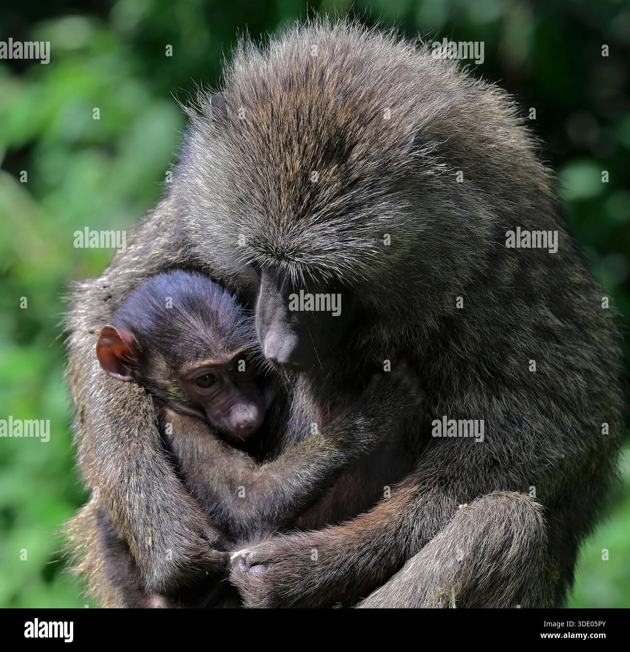 Uganda, Afrika Stockfoto
