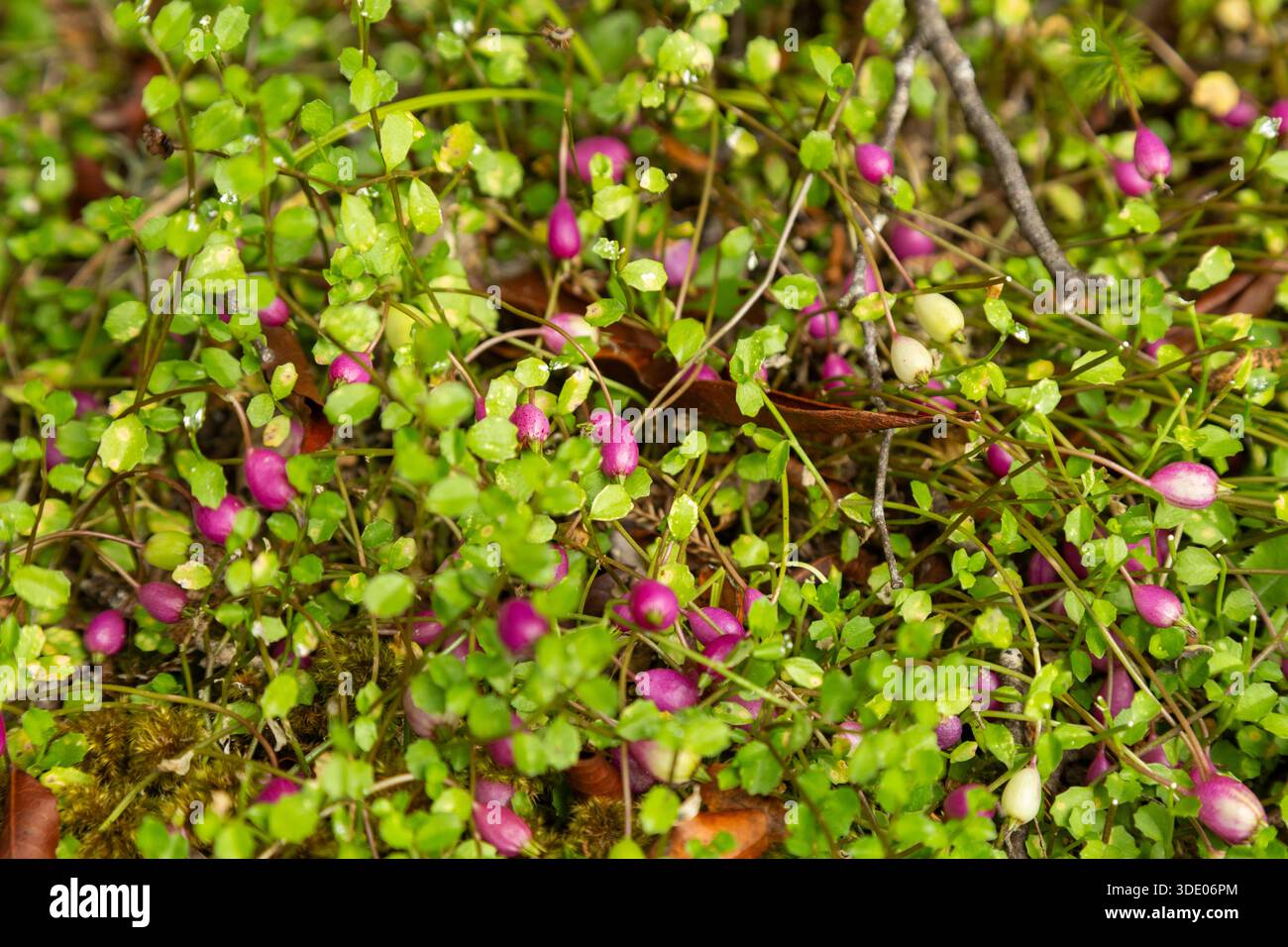 Fuchsia procumbens ist ein in Küstengebieten der Nordinsel Neuseelands endemischer Sträucher Stockfoto