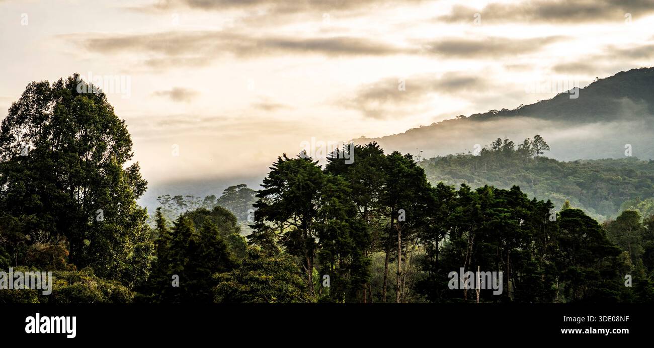 Eine ruhige Landschaft mit üppigen grünen Bäumen und nebeligen Bergen im Hintergrund, mit weichen Wolken am Himmel Stockfoto