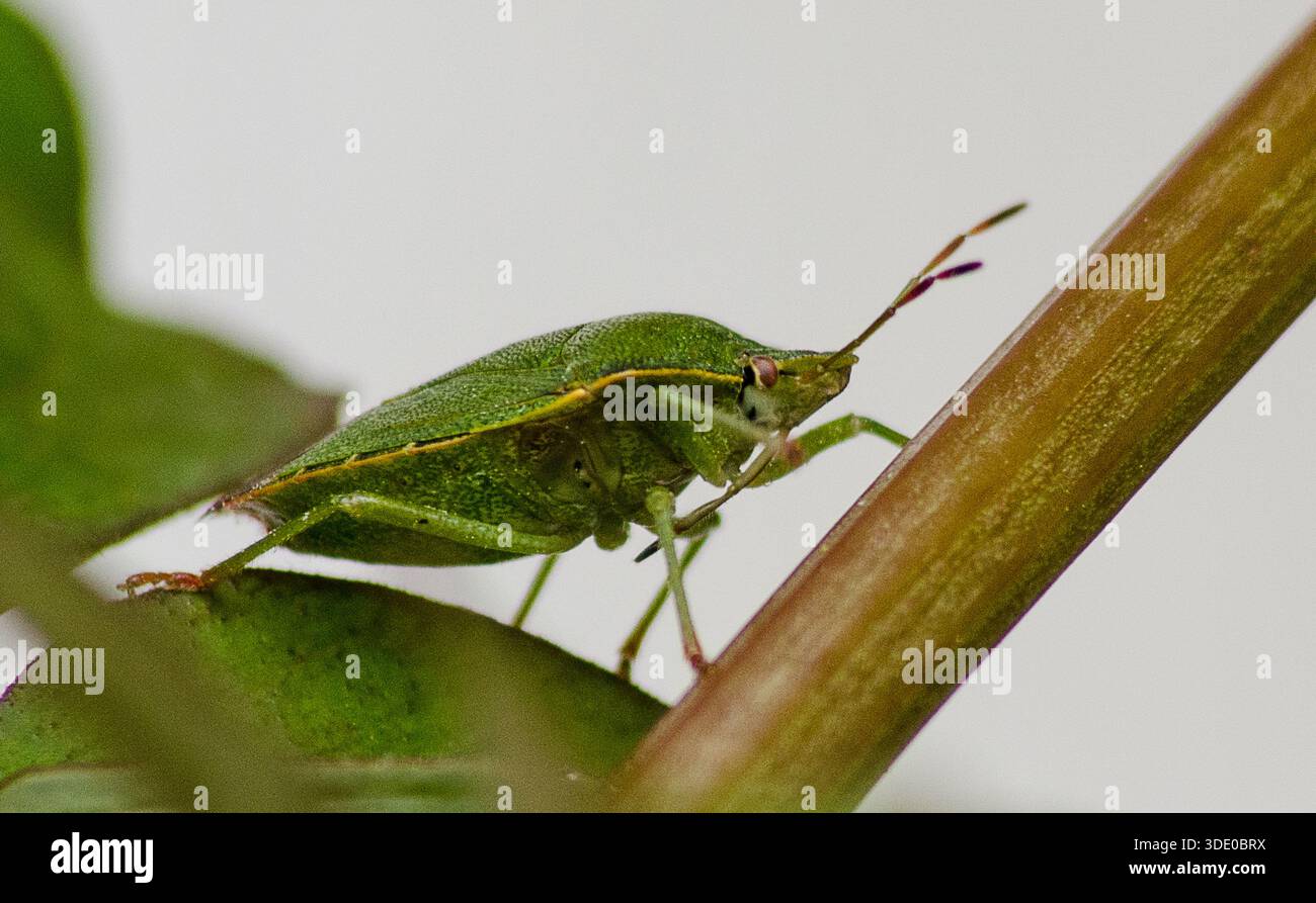 Nahaufnahme eines grünen Schildwanzes, der auf einem Blatt liegt und lebendige Farben, Formen und Details bei natürlichem Außenlicht zeigt. Stockfoto