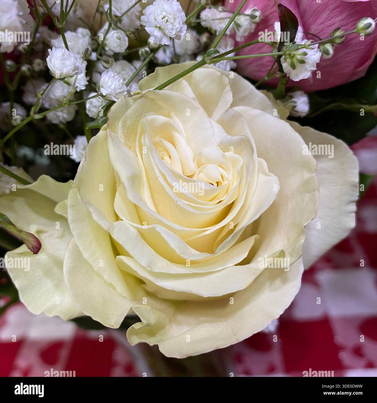 Nahaufnahme einer weißen Rose in einem Blumenstrauß mit rosafarbenen Rosen, gemischt mit dem Atem des Babys am Valentinstag - Smartphone-aufgenommenes Stockfoto