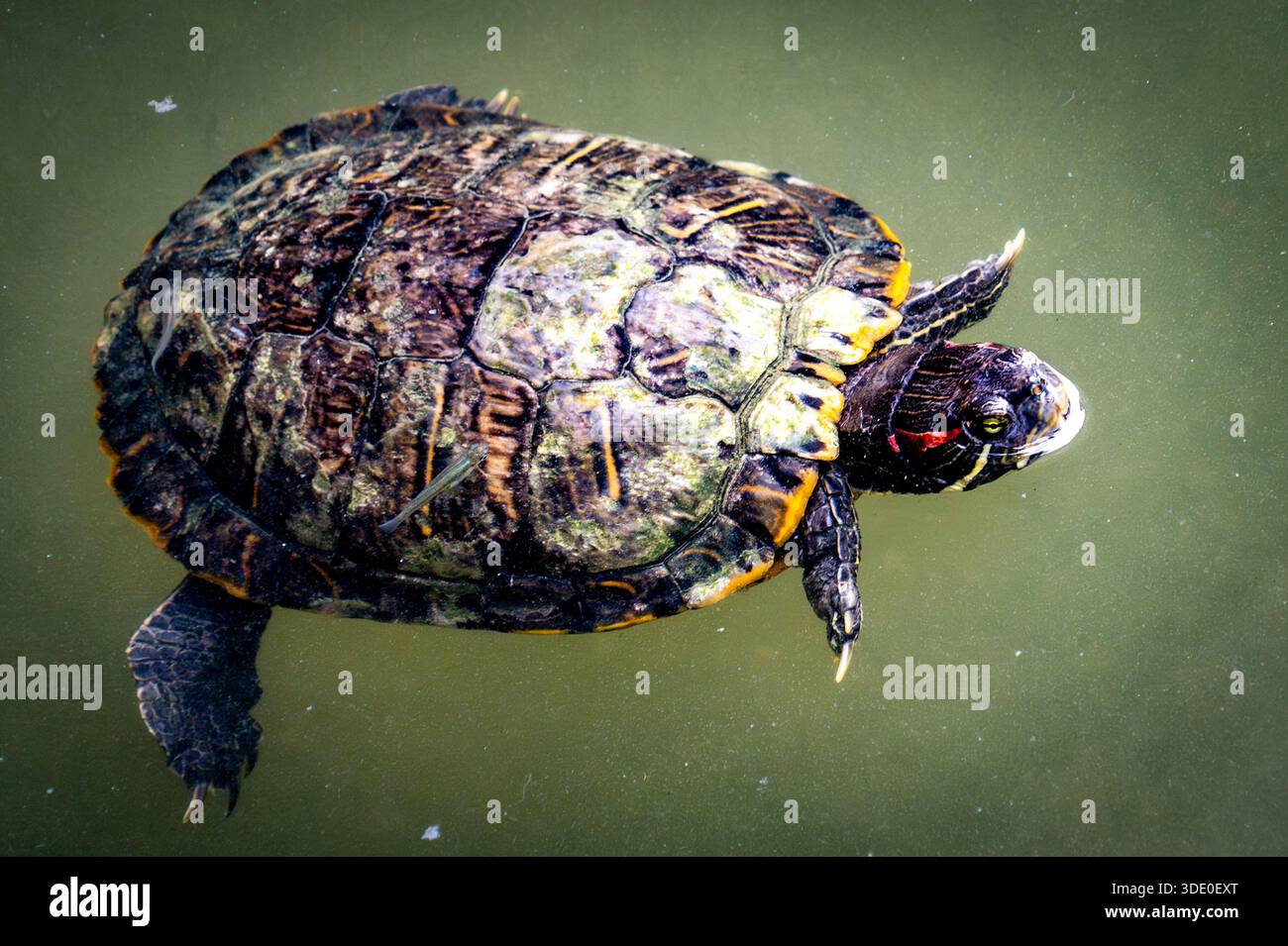 Eine Schildkröte schwimmt im trüben grünen Wasser, Blick von oben. Stockfoto