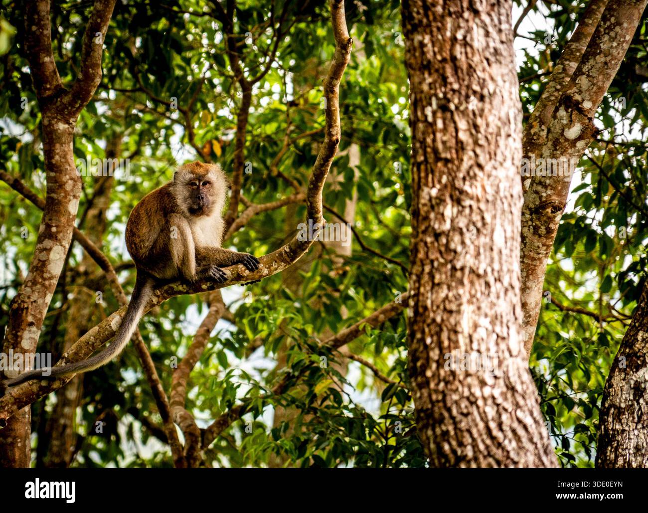 Ein Affe, der auf einem Ast in einem üppigen grünen Wald sitzt. Stockfoto
