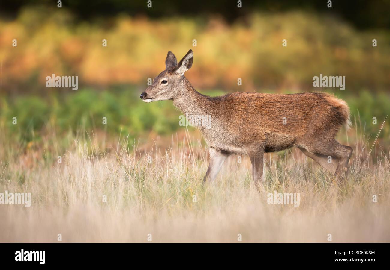 Nahaufnahme eines Rotwild-Kalbes, das auf einer Herbstwiese im Gras spaziert Stockfoto
