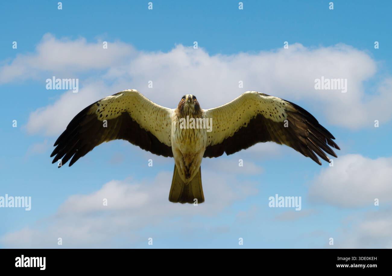 Ein gestielter Adler (Hieraaetus pennatus) schwingt in der Luft mit Flügeln, die vollständig gegen einen blauen Himmel in seinem natürlichen Lebensraum in Bulgarien ausgebreitet sind. Stockfoto