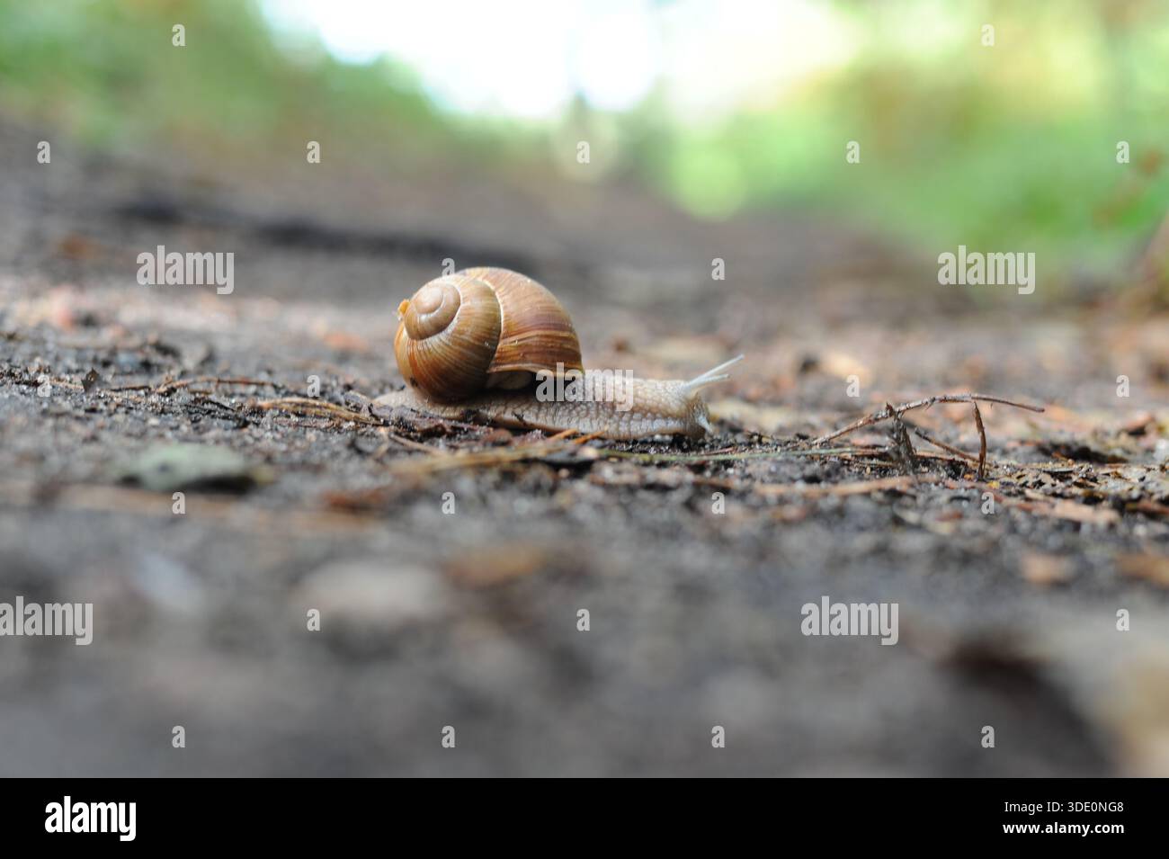 Schnecke (Helix pomatia, römische Schnecke, Burgunderschnecke, Schrottschnecke) krabbelt auf dem Boden im Wald Stockfoto