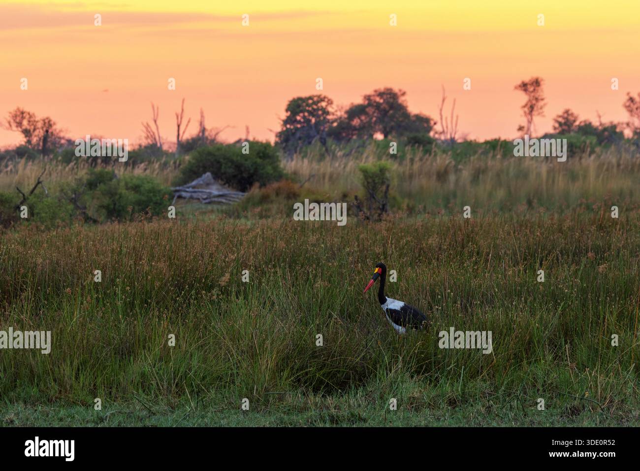 Sattelschnabelstorch steht während eines Sonnenaufgangs in einer trockenen Savanne im Moremi Game Reserve, Botswana Stockfoto
