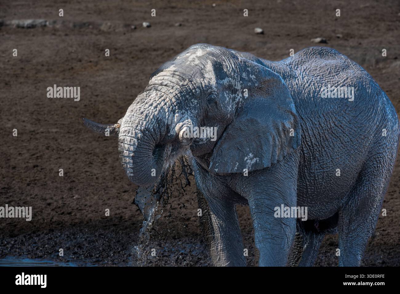 Ein sehr matschiges Wasserloch diente diesem Elefanten, um seinen ganzen Körper mit Schlamm zu bedecken, um ihn vor der Sonne zu schützen. Geniales Verfahren! Stockfoto