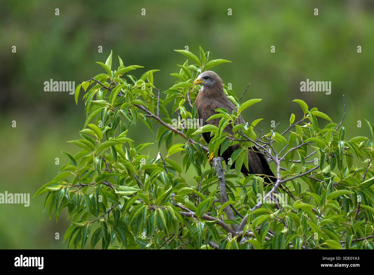 Black KBlack Kite (Milvus migrans).ite (Milvus migrans im Murchison Falls National Park). Stockfoto