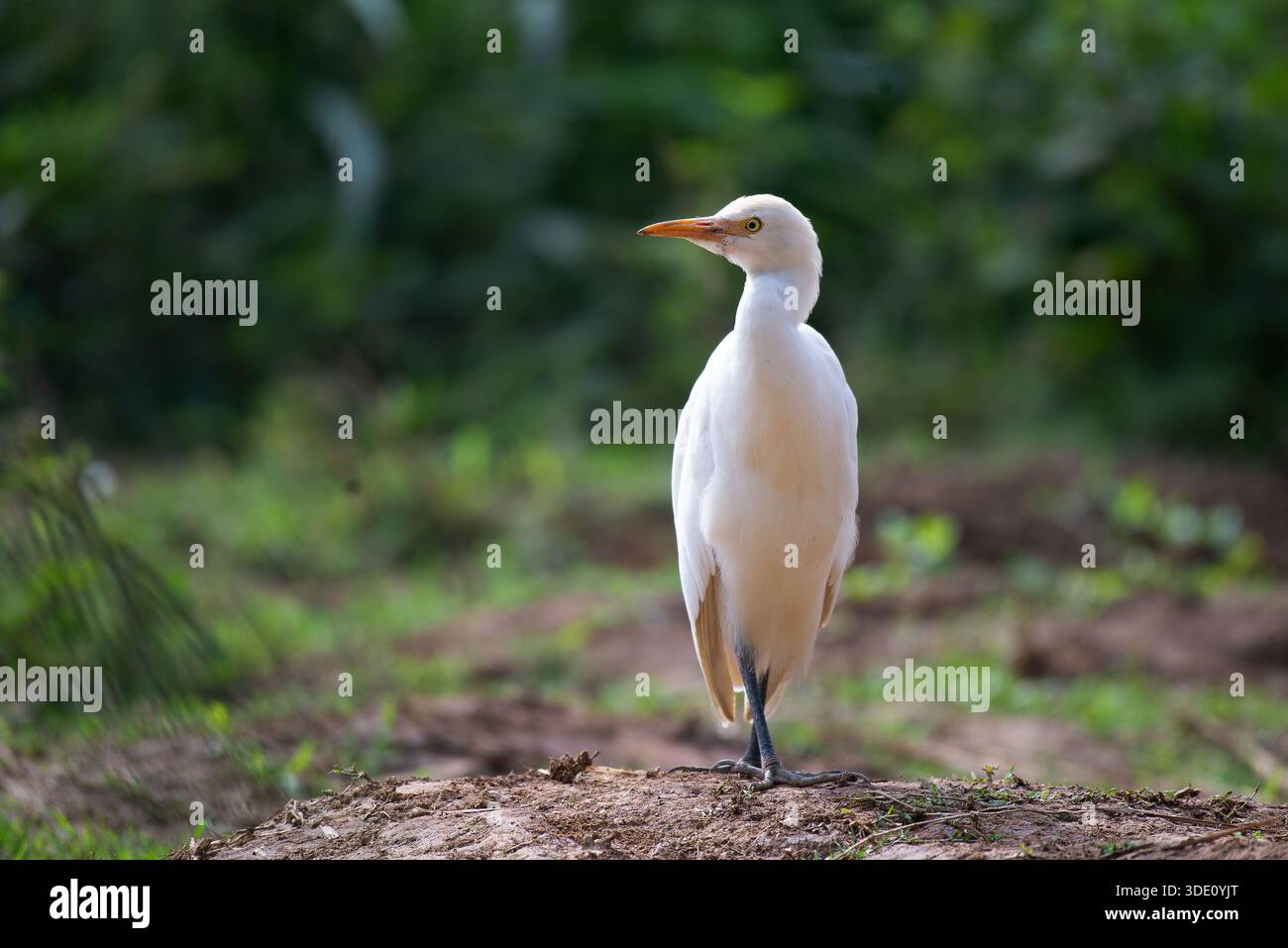 Rinderreiher (vormals Gattung Bubulcus) Uganda Stockfoto